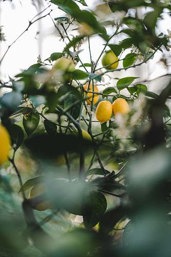 citrus fruit yellow fruit on green leaves during daytime plant